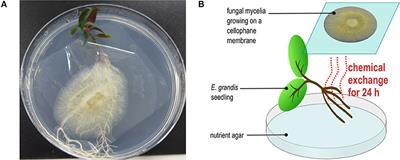 The Influence of Contrasting Microbial Lifestyles on the Pre-symbiotic Metabolite Responses of Eucalyptus grandis Roots